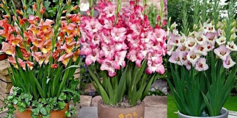 Jak zasadit gladioly v květináči na zahradě - pravidla pěstování a péče